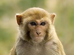 Non-human Primate (Rhesus) CD4+ Helper T Cells
