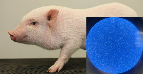 Göttingen Minipig, mini pig, Gottengin, Gottingen PBMC, whole blood