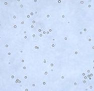 human bone marrow CD34+ cells