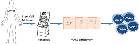 mobilized peripheral blood CD34+ stem cells, MPB HSC