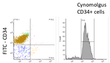 Non-human Primate (Cynomolgus) CD34+ Stem / Progenitor Cells