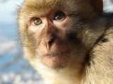 Non-human Primate (Cynomolgus) CD34+ Stem / Progenitor Cells