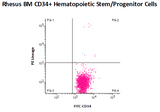 Non-human Primate (Rhesus) CD34+ Stem / Progenitor Cells