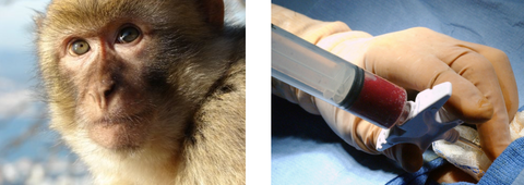 Naive Non-human Primate Whole Bone Marrow Aspirate (Rhesus)