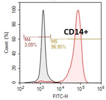 Human cord blood CD14+ Monocytes 