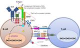 CD19+ B cell activation, BCR, TCR, B cell co-receptor