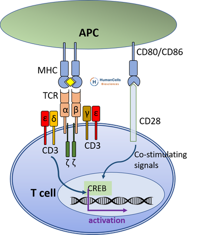 CD3 TCR T cell activation