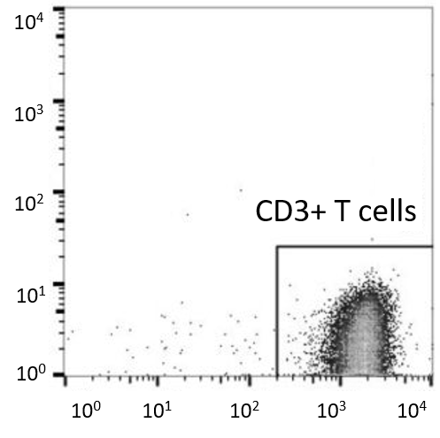 human cord blood CD3+ pan T cells