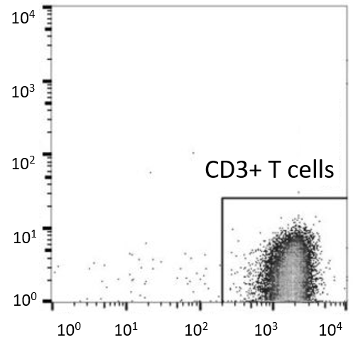 Human Cord Blood CD3+ T Cells, Pure and Viable | HumanCellsBio.com