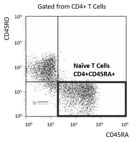 human peripheral blood CD4+ CD45RA+ CD25- naive T cells