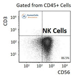 CD56+ Natural killer, cytotoxic effector