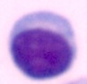 Human Normal Peripheral Blood CD56+ NK Cells, untouched