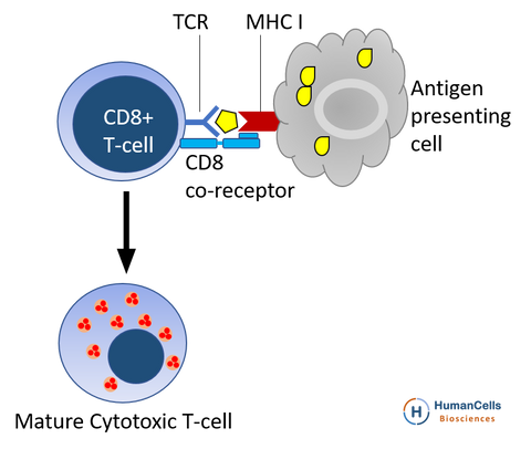 human CD8+ cytotoxic T cell activation