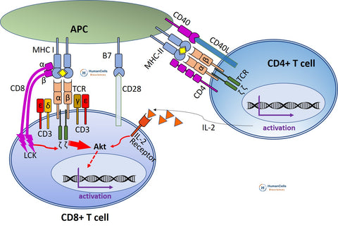 Human Normal Peripheral Blood CD8+ Cytotoxic T Cells activation