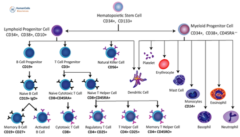 hematopoietic cells, t cells, b cells, lymphocytes