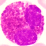 Human Normal Peripheral Blood Eosinophils