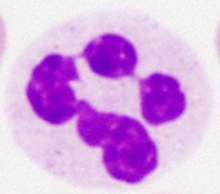 Human Normal Peripheral Blood Neutrophils