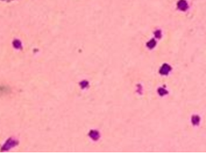 Human Normal Peripheral Blood Platelets