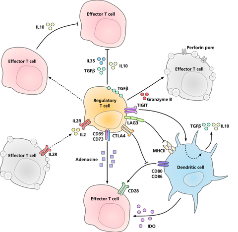 peripheral blood CD4+/CD25+/CD127low regulatory T cells