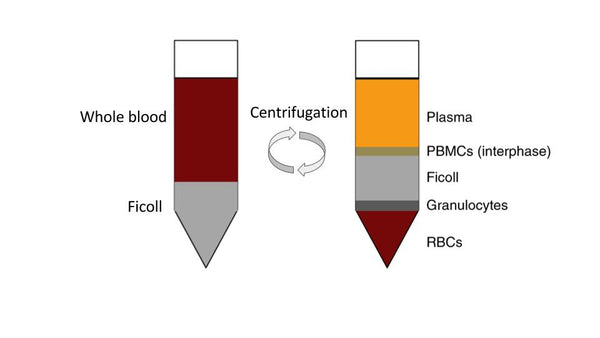 human peripheral blood mononuclear cells, PBMC, MNCs
