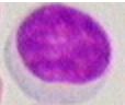 human peripheral blood CD19+ B cell