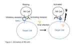 Activation of NK cells